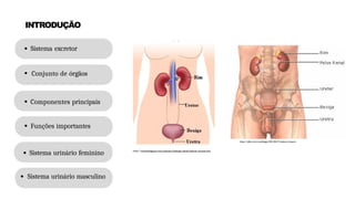 INTRODUÇÃO
Sistema excretor
Conjunto de órgãos
Componentes principais
Funções importantes
Sistema urinário feminino
Sistema urinário masculino
https://www.biologianet.com/anatomia-fisiologia-animal/sistema-urinario.htm
https://ulbra-to.br/morfologia/2011/08/17/sistema-urinario
 