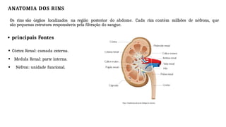 ANATOMIA DOS RINS
Os rins são órgãos localizados na região posterior do abdome. Cada rim contém milhões de néfrons, que
são pequenas estrutura responsáveis pela filtração do sangue.
principais Fontes
Córtex Renal: camada externa.
Medula Renal: parte interna.
Néfron: unidade funcional.
https://brasilescola.uol.com.br/biologia/os-rins.htm
 