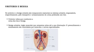 URETERES E BEXIGA
Os ureteres e a bexiga urinária são componentes essenciais no sistema urinário, responsáveis,
respectivamente, pelo transporte e armazenamento da urina produzida nos rins.
Ureteres: tubos que conduzem a
urina dos rins á bexiga.
Bexiga urinária: órgão muscular que armazena urina até a sua eliminação. O preenchimento e
esvaziamento são controlados por músculos e nervos especializados.
https://juntospelorim.com.br/rins/anatomia/
 