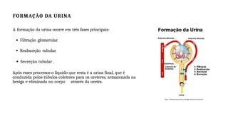 FORMAÇÃO DA URINA
A formação da urina ocorre em três fases principais:
Filtração glomerular.
Reabsorção tubular.
Secreção tubular .
Após esses processos o liquido que resta é a urina final, que é
conduzida pelos túbulos coletores para os ureteres, armazenada na
bexiga e eliminada no corpo através da uretra.
https://brasilescola.uol.com.br/biologia/sistema-excretor.htm
 