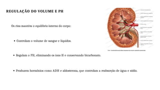 REGULAÇÃO DO VOLUME E PH
Os rins mantém o equilíbrio interno do corpo:
Controlam o volume de sangue e líquidos.
Regulam o PH, eliminando os íons H e conservando bicarbonato.
Produzem hormônios como ADH e aldosterona, que controlam a reabsorção de água e sódio.
https://www.kenhub.com/pt/library/anatomia/rins-ureteres-e-glandulas-suprarrenais
 