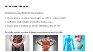 PRINCIPAIS DOENÇAS
As principais doenças do sistema urinário incluem:
infecção urinária: causada por bactérias, provoca ardência e urgência urinária.
Insuficiência renal: perda parcial ou total da função dos rins.
Cálculos renais: acúmulo de sais minerais formando as pedras nos rins.
Prevenção: ingestão adequada da água e acompanhamento médico regular.
 