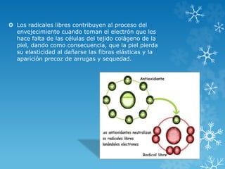  Los radicales libres contribuyen al proceso del 
envejecimiento cuando toman el electrón que les 
hace falta de las células del tejido colágeno de la 
piel, dando como consecuencia, que la piel pierda 
su elasticidad al dañarse las fibras elásticas y la 
aparición precoz de arrugas y sequedad. 
 