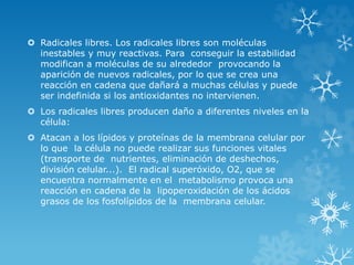  Radicales libres. Los radicales libres son moléculas 
inestables y muy reactivas. Para conseguir la estabilidad 
modifican a moléculas de su alrededor provocando la 
aparición de nuevos radicales, por lo que se crea una 
reacción en cadena que dañará a muchas células y puede 
ser indefinida si los antioxidantes no intervienen. 
 Los radicales libres producen daño a diferentes niveles en la 
célula: 
 Atacan a los lípidos y proteínas de la membrana celular por 
lo que la célula no puede realizar sus funciones vitales 
(transporte de nutrientes, eliminación de deshechos, 
división celular...). El radical superóxido, O2, que se 
encuentra normalmente en el metabolismo provoca una 
reacción en cadena de la lipoperoxidación de los ácidos 
grasos de los fosfolípidos de la membrana celular. 
 