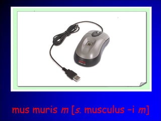 mus muris m [s. musculus –i m]
 