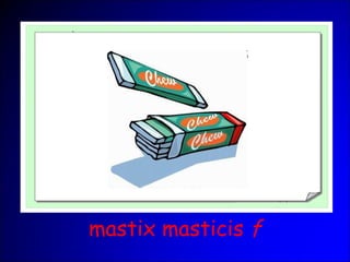mastix masticis f
 