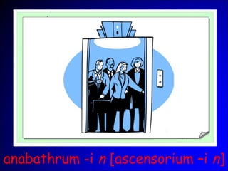 anabathrum -i n [ascensorium –i n]
 