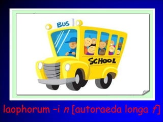 laophorum –i n [autoraeda longa f]
 