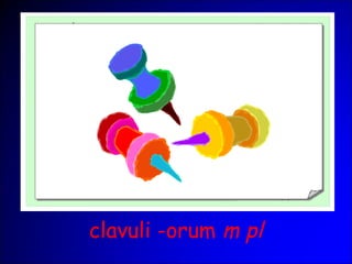 clavuli -orum m pl
 