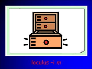 loculus –i m
 