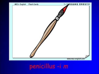 penicillus -i m
 