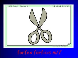 forfex forficis m/f
 