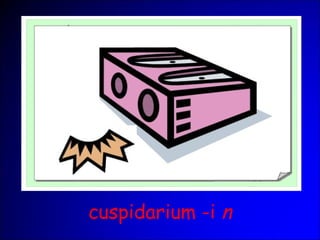 cuspidarium -i n
 