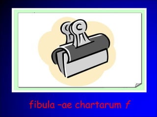 fibula –ae chartarum f
 