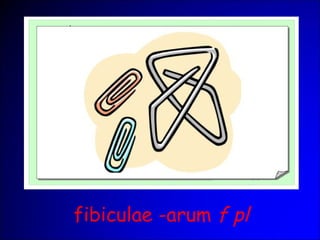 fibiculae -arum f pl
 