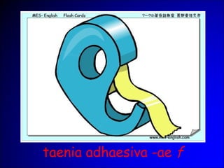 taenia adhaesiva -ae f
 