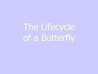 The Lifecycle of a Butterfly 