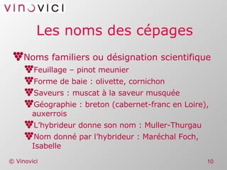 Les noms des cépages Noms familiers ou désignation scientifique Feuillage – pinot meunier Forme de baie : olivette, cornichon Saveurs : muscat à la saveur musquée Géographie : breton (cabernet-franc en Loire), auxerrois L’hybrideur donne son nom : Muller-Thurgau Nom donné par l’hybrideur : Maréchal Foch, Isabelle  