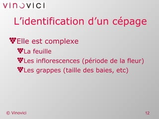 L’identification d’un cépage Elle est complexe La feuille Les inflorescences (période de la fleur) Les grappes (taille des baies, etc) 