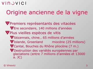 Origine ancienne de la vigne Premiers représentants des vitacées Ere secondaire, 140 millions d’années Plus vieilles espèces de vitis Sézannais, chine… 65 millions d’années Islande, Groenland miocène (25 millions) Cantal, Bouches du Rhône pliocène (7 m.) Destruction des variétés européennes par glaciations (entre 7 millions d’années et 13000 a. JC)  