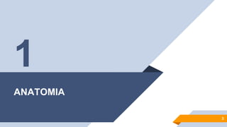 ANATOMIA
3
1
 