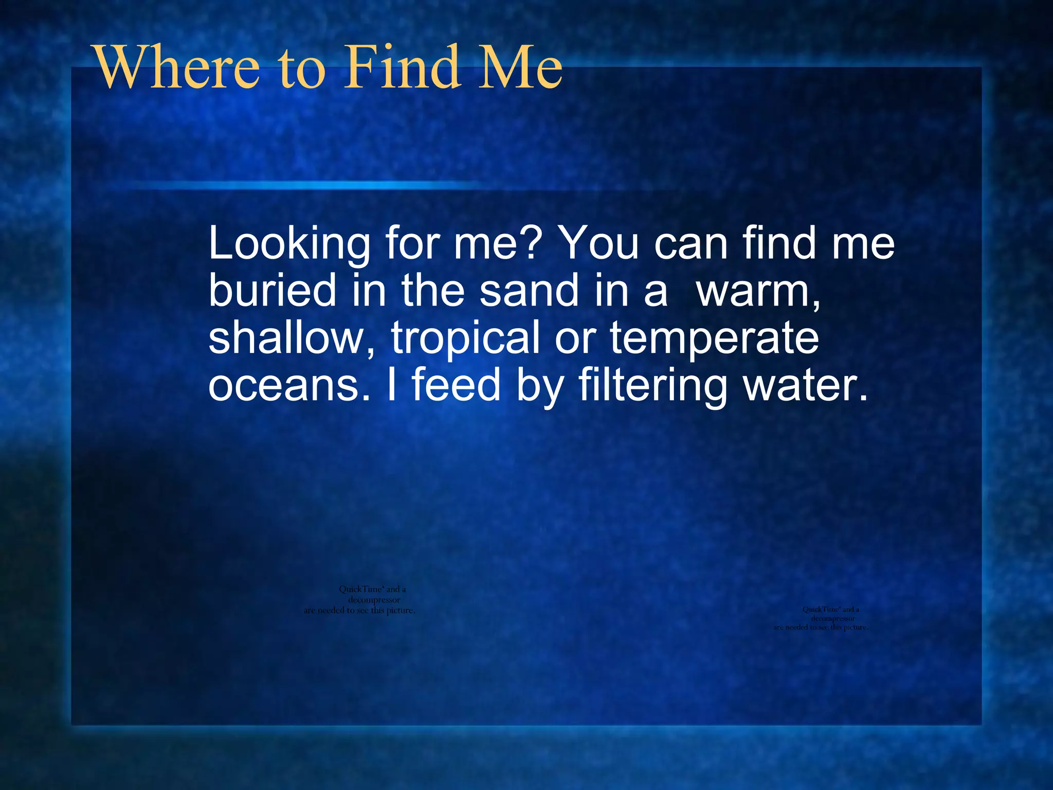 Where to Find Me  Looking for me? You can find me buried in the sand in a  warm, shallow, tropical or temperate oceans. I feed by filtering water.  