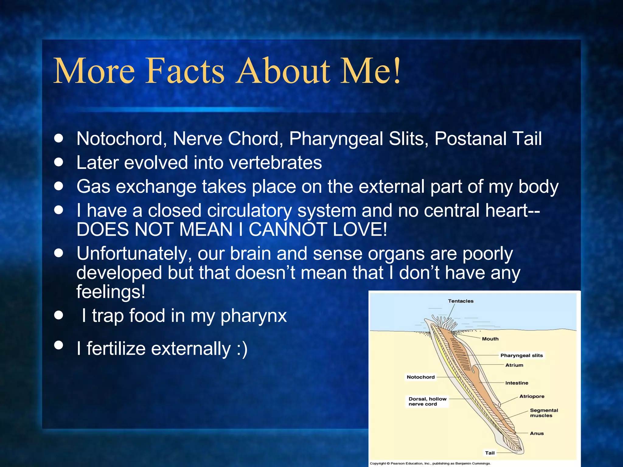 More Facts About Me! Notochord, Nerve Chord, Pharyngeal Slits, Postanal Tail  Later evolved into vertebrates Gas exchange takes place on the external part of my body I have a closed circulatory system and no central heart-- DOES NOT MEAN I CANNOT LOVE!  Unfortunately, our brain and sense organs are poorly developed but that doesn’t mean that I don’t have any feelings!  I trap food in my pharynx  I fertilize externally :)   