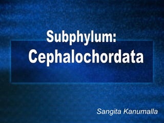 Sangita Kanumalla  Subphylum: Cephalochordata 