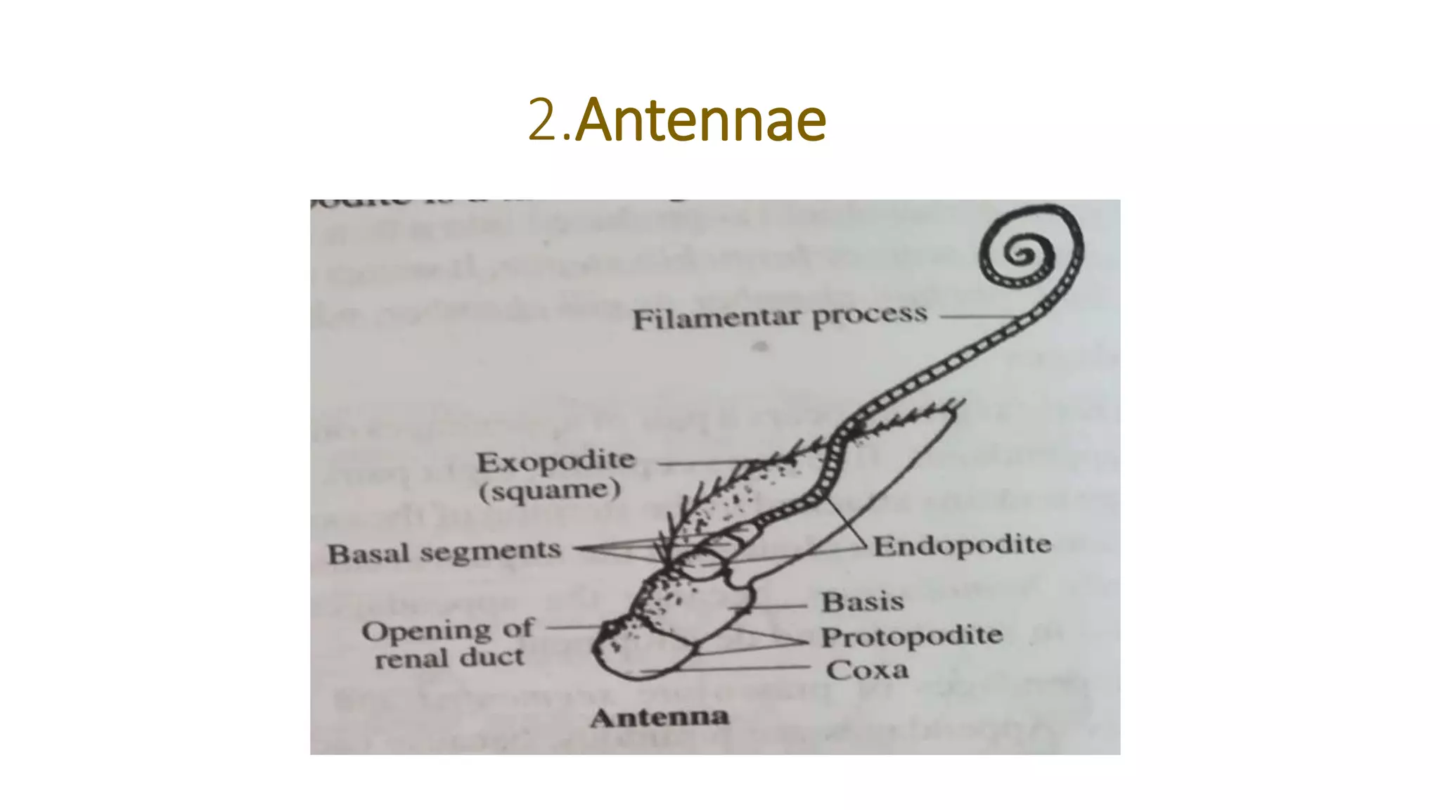 2.Antennae
 