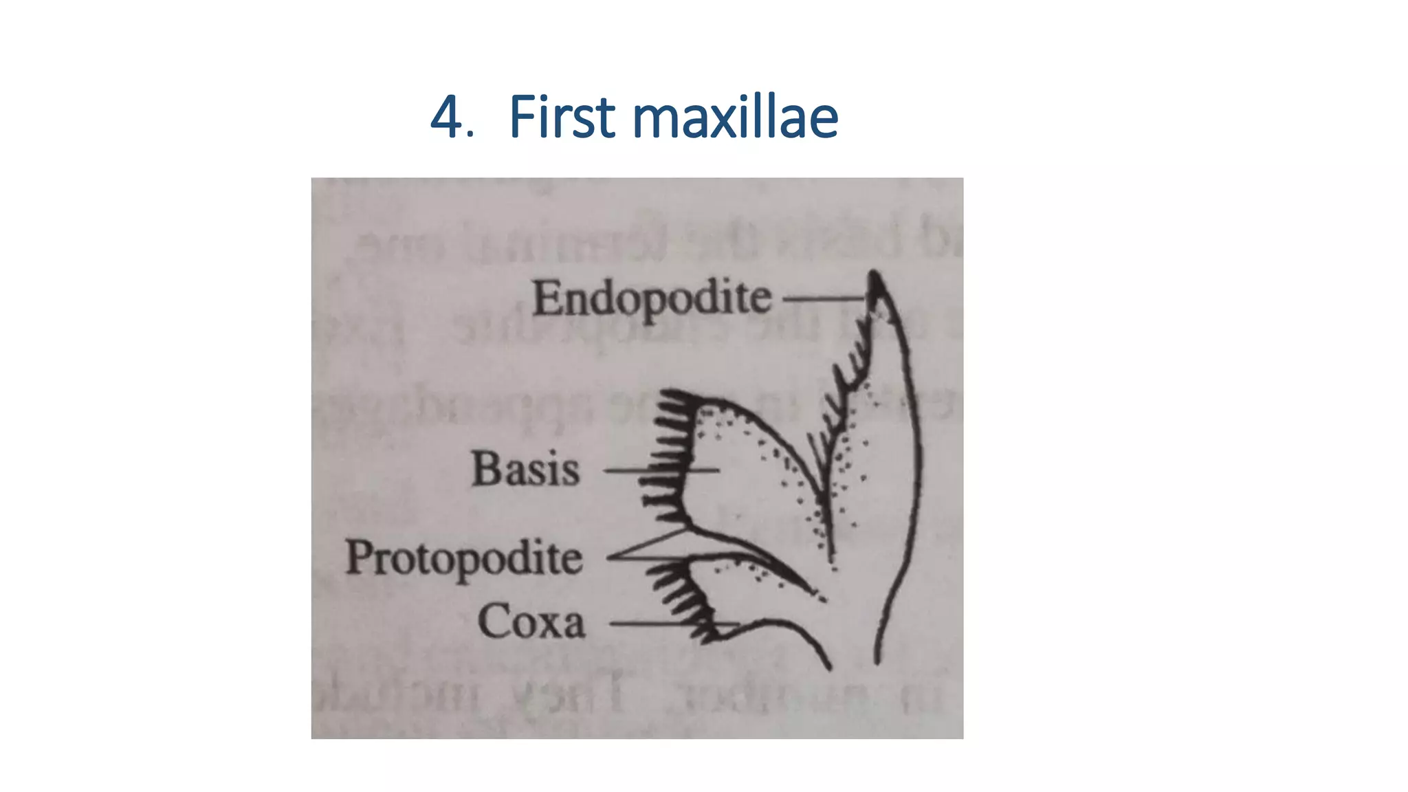 4. First maxillae
 