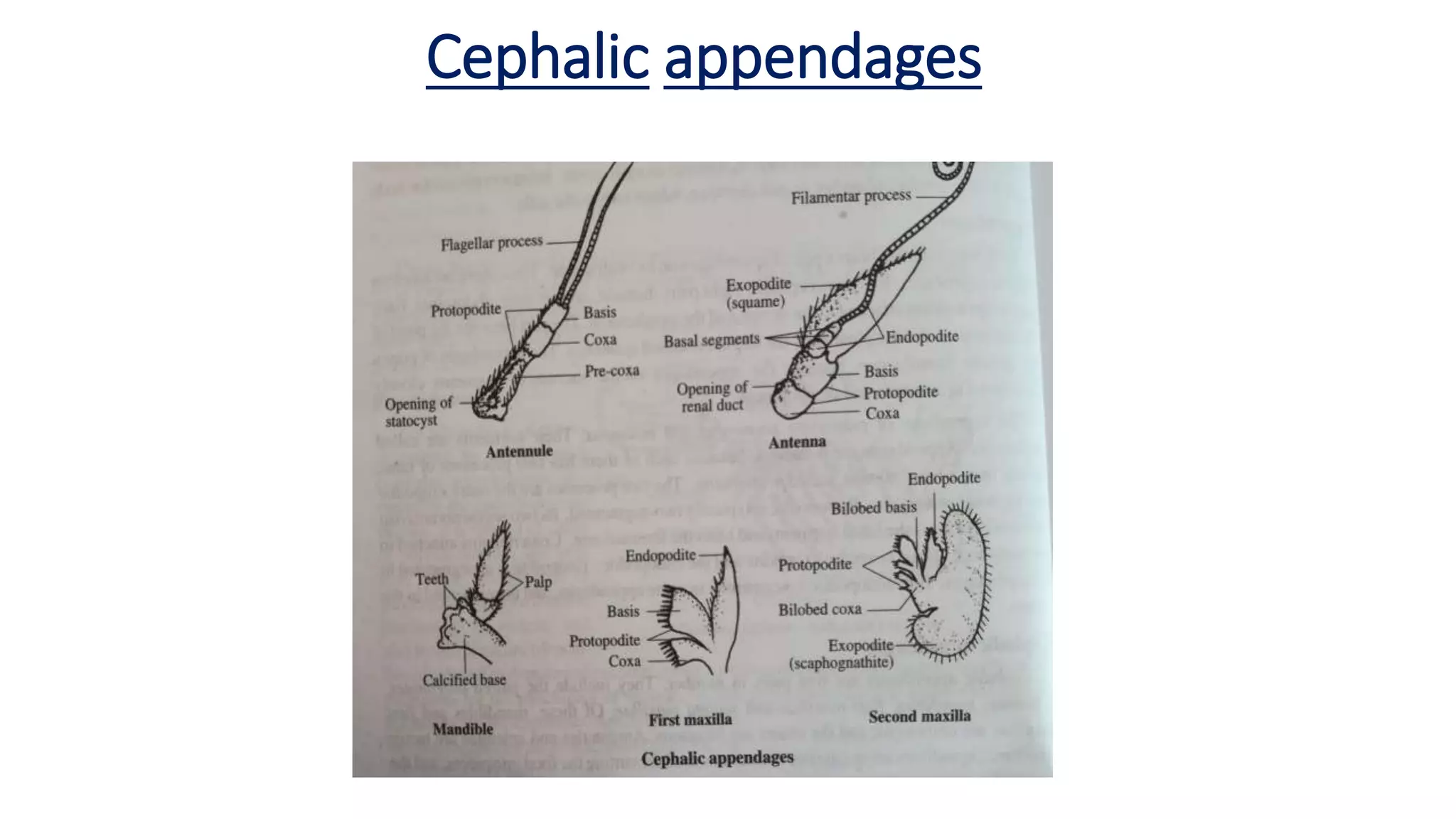 Cephalic appendages
 