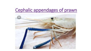 Cephalic appendages of prawn