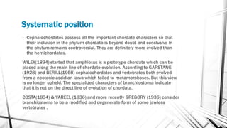 Systematic position
• Cephalochordates possess all the important chordate characters so that
their inclusion in the phylum chordata is beyond doubt and conclusive in
the phylum remains controversial. They are definitely more evolved than
the hemichordates.
WILEY(1894) started that amphioxus is a prototype chordate which can be
placed along the main line of chordate evolution. According to GARSTANG
(1928) and BERILL(1958) cephalochordates and vertebrates both evolved
from a neotenic ascidian larva which failed to metamorphoses. But this view
is no longer upheld. The specialized characters of branchiostoma indicate
that it is not on the direct line of evolution of chordata.
COSTA(1834) & YAREEL (1836) and more recently GREGORY (1936) consider
branchiostoma to be a modified and degenerate form of some jawless
vertebrates .
 
