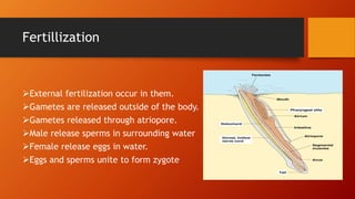 Cephalochordata .pptx