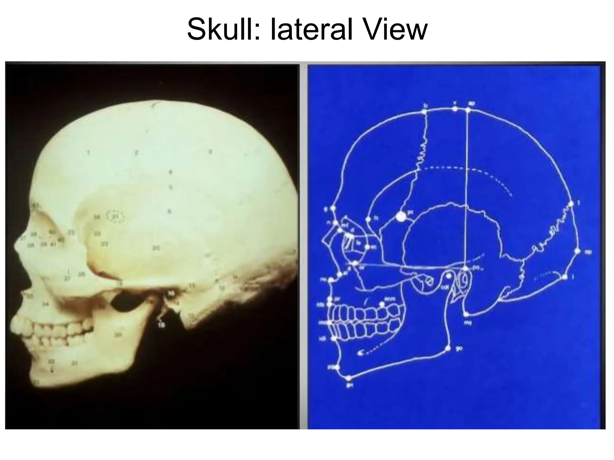 Cephalometric-Analysis.pptx