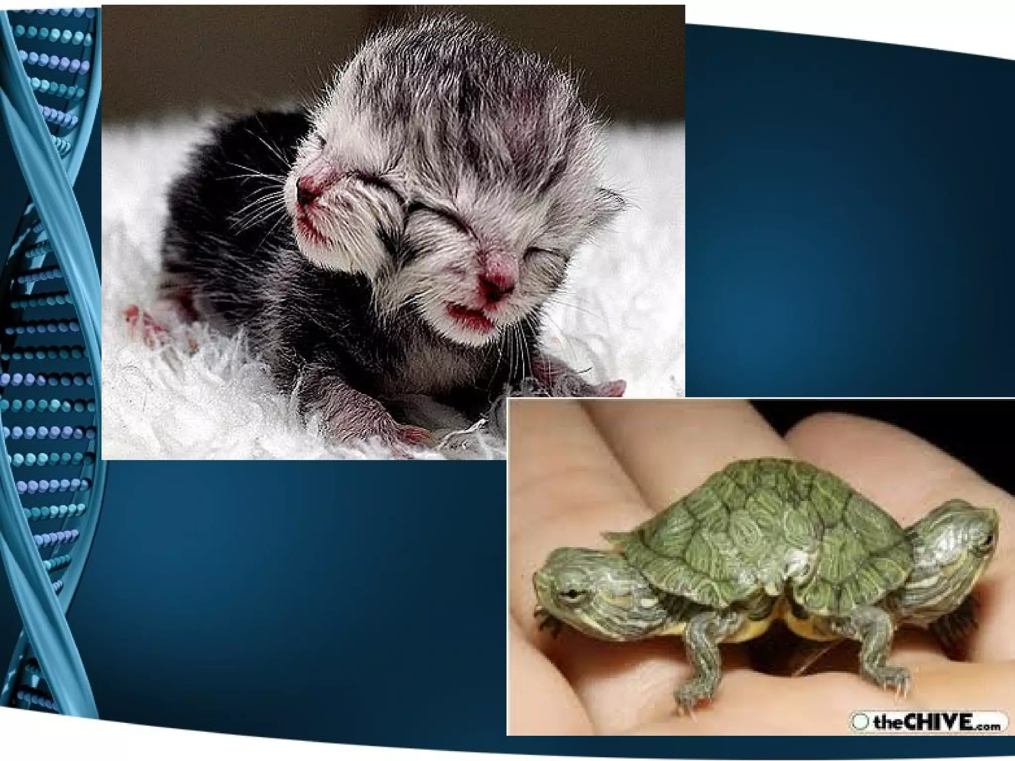 cranio-Cephalopagus | PPT