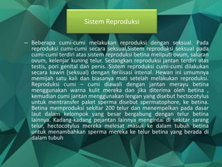 – Beberapa cumi-cumi melakukan reproduksi dengan seksual. Pada
reproduksi cumi-cumi secara seksual,Sistem reproduksi seksual pada
cumi-cumi terdiri atas sistem reproduksi betina meliputi ovum, saluran
ovum, kelenjar kuning telur. Sedangkan reproduksi jantan terdiri atas
testis, pori genital dan penis. Sistem reproduksi cumi-cumi dilakukan
secara kawin (seksual) dengan ferilisasi intenal. Hewan ini umumnya
memijah satu kali dan biasanya mati setelah melakukan reproduksi.
Reproduksi cumi – cumi diawali dengan jantan merayu betina
menggunakan warna kulit mereka dan jika diterima oleh betina ,
kemudian cumi jantan menggunakan lengan yang disebut hectocotylus
untuk mentransfer paket sperma disebut spermatophore, ke betina.
Betina memproduksi sekitar 200 telur dan menempelkan pada dasar
laut dalam kelompok yang besar bergabung dengan telur betina
lainnya. Kadang-kadang pejantan lainnya mengintai di sekitar sarang
telur, hectocotylus mereka melesat masuk ke dalam tubuh betina
untuk menambahkan sperma mereka ke telur betina yang berada di
dalam tubuh
Sistem Reproduksi
 
