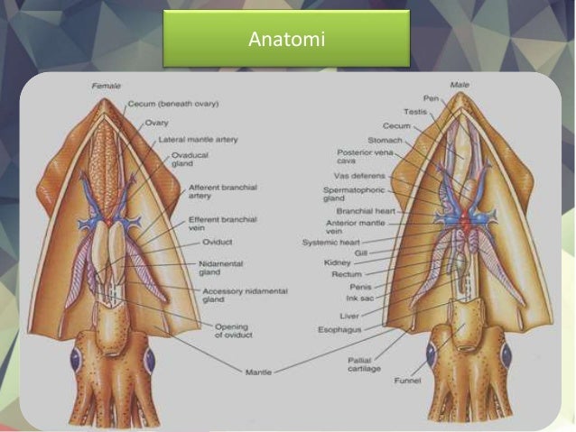 92 Gambar Organ Cumi Cumi Terlihat Keren 92 Gambar Organ Cumi Cumi Terlihat Keren