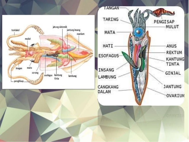 92 Gambar Organ Cumi Cumi Terlihat Keren 92 Gambar Organ Cumi Cumi Terlihat Keren