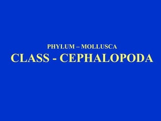 PHYLUM – MOLLUSCA
CLASS - CEPHALOPODA
 