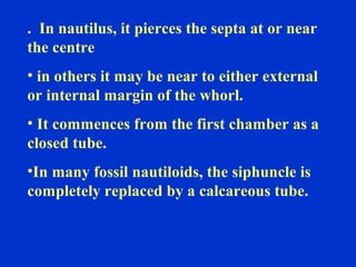 . In nautilus, it pierces the septa at or near
the centre
• in others it may be near to either external
or internal margin of the whorl.
• It commences from the first chamber as a
closed tube.
•In many fossil nautiloids, the siphuncle is
completely replaced by a calcareous tube.
 