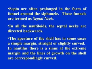 •Septa are often prolonged in the form of
funnel around the siphuncle. These funnels
are termed as Septal Neck.
•In all the nautiloids, the septal necks are
directed backwards.
•The aperture of the shell has in some cases
a simple margin, straight or slightly curved.
In nautilus there is a sinus at the extreme
margin and the lines of growth on the shell
are correspondingly curved.
 