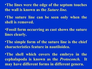 •The lines were the edge of the septum touches
the wall is known as the Suture line.
•The suture line can be seen only when the
shell is removed.
•Fossil form occurring as cast shows the suture
lines clearly.
•The simple form of the suture line is the chief
characteristics feature in nautiloidea.
•The shell which covers the embryo in the
cephalapoda is known as the Protoconch. It
may have different forms in different genera.
 