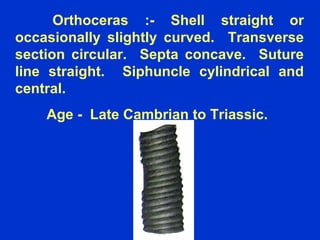 Orthoceras :- Shell straight or
occasionally slightly curved. Transverse
section circular. Septa concave. Suture
line straight. Siphuncle cylindrical and
central.
Age - Late Cambrian to Triassic.
 