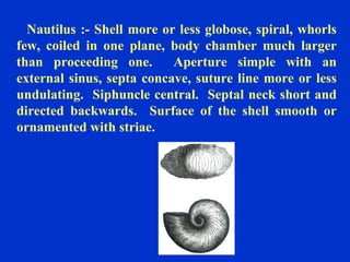 Nautilus :- Shell more or less globose, spiral, whorls
few, coiled in one plane, body chamber much larger
than proceeding one. Aperture simple with an
external sinus, septa concave, suture line more or less
undulating. Siphuncle central. Septal neck short and
directed backwards. Surface of the shell smooth or
ornamented with striae.
 