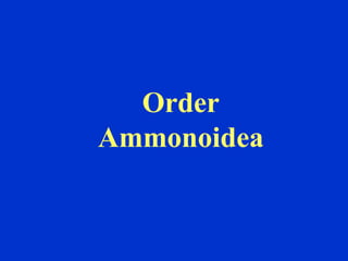 Order
Ammonoidea
 