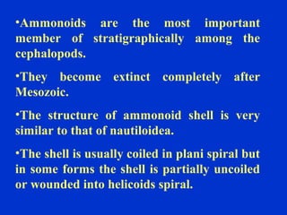 •Ammonoids are the most important
member of stratigraphically among the
cephalopods.
•They become extinct completely after
Mesozoic.
•The structure of ammonoid shell is very
similar to that of nautiloidea.
•The shell is usually coiled in plani spiral but
in some forms the shell is partially uncoiled
or wounded into helicoids spiral.
 
