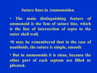 Suture lines in Ammonoidea
• The main distinguishing feature of
ammonoid is the fom of suture line, which
is the line of intersection of septa to the
outer shell wall.
•It may be remembered that in the case of
nautiloids, the suture is simple, smooth
• But in ammonoids it is sinus, because the
other part of each septum are filled or
plicated.
 