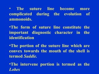 • The suture line become more
complicated during the evolution of
ammonoids.
•The form of suture line constitute the
important diagnostic character in the
identification
•The portion of the suture line which are
convex towards the mouth of the shell is
termed Saddle.
•The intervene portion is termed as the
Lobes
 