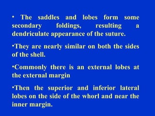• The saddles and lobes form some
secondary foldings, resulting a
dendriculate appearance of the suture.
•They are nearly similar on both the sides
of the shell.
•Commonly there is an external lobes at
the external margin
•Then the superior and inferior lateral
lobes on the side of the whorl and near the
inner margin.
 